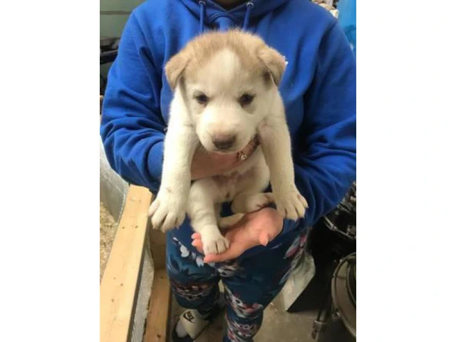 6 beautiful husky pups up for adoption - 2/3