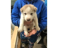 6 beautiful husky pups up for adoption - 2