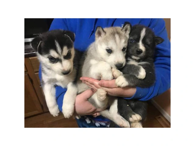 6 beautiful husky pups up for adoption - 3/3