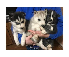 6 beautiful husky pups up for adoption - 3