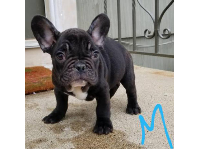 17 HQ Photos French Bulldog Near Me For Sale - French Bulldog puppy for sale near Greenville / Upstate ...