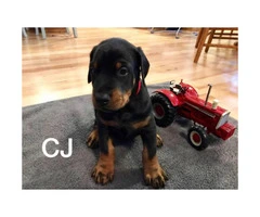 AKC Doberman puppies 4 males and 1 female left - 2