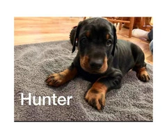 AKC Doberman puppies 4 males and 1 female left - 5