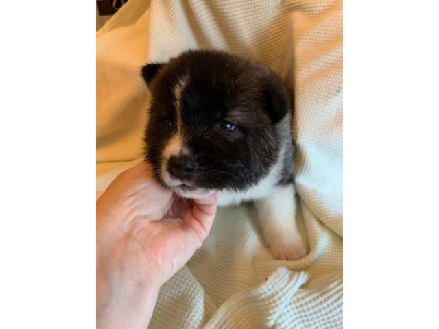 30 days old Akita puppies for sale in Tulsa, Oklahoma