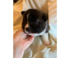 30 days old Akita puppies for sale