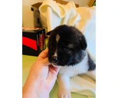 30 days old Akita puppies for sale - 2