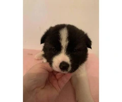 30 days old Akita puppies for sale - 3