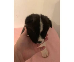 30 days old Akita puppies for sale - 4