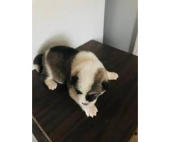 30 days old Akita puppies for sale - 5