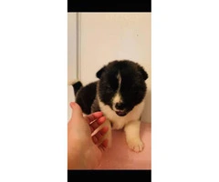 30 days old Akita puppies for sale - 7