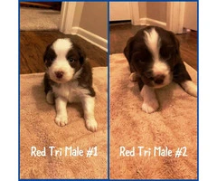 ASDR Registered TOY and MINI AUSSIES - 2