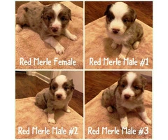 ASDR Registered TOY and MINI AUSSIES - 3