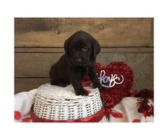 Last 2 AKC Lab puppies is going to be available - 2