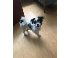 8 month old Yorkie and Jack Russell mix puppy for sale