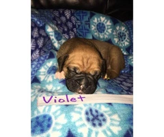 AKC Registered Boxer Puppies Litter of 8