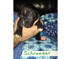 AKC Registered Boxer Puppies Litter of 8 - 4