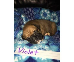 AKC Registered Boxer Puppies Litter of 8 - 5