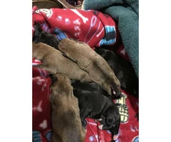 AKC Registered Boxer Puppies Litter of 8 - 7