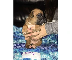 AKC Registered Boxer Puppies Litter of 8 - 9
