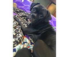 AKC Registered Boxer Puppies Litter of 8 - 10