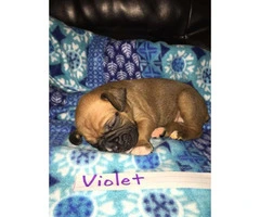 AKC Registered Boxer Puppies Litter of 8 - 11