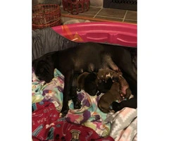 AKC Registered Boxer Puppies Litter of 8 - 12