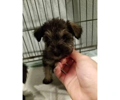 2 female and 1 male schnauzers Puppies - 1