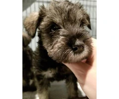2 female and 1 male schnauzers Puppies - 2