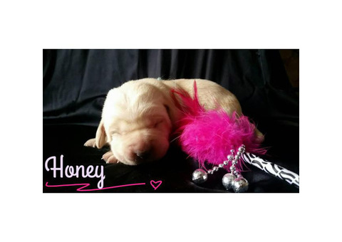 Adorable lab puppy
