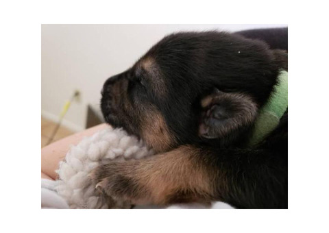 8 beautiful german shepherd puppies in 2019