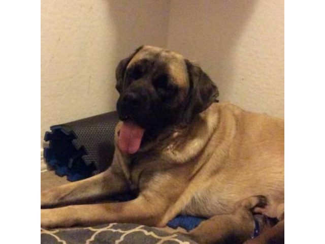 Pure bred English Mastiff puppies Brenda - Puppies for Sale Near Me