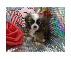 Japanese chin male puppy just in time for Valentine's day