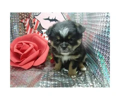 Japanese chin male puppy just in time for Valentine's day - 2