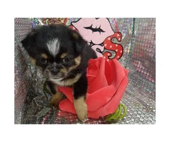 Japanese chin male puppy just in time for Valentine's day - 5