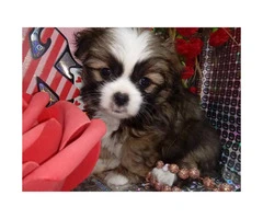 Japanese chin male puppy just in time for Valentine's day - 6