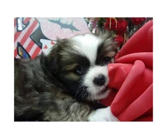 Japanese chin male puppy just in time for Valentine's day - 7