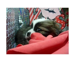 Japanese chin male puppy just in time for Valentine's day - 8