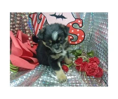Japanese chin male puppy just in time for Valentine's day - 9