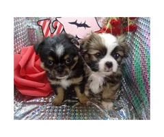 Japanese chin male puppy just in time for Valentine's day - 10