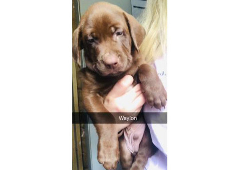 Lab puppies ready to go Feb 1st 2019