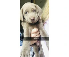 Lab puppies ready to go Feb 1st 2019 - 2