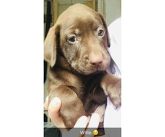 Lab puppies ready to go Feb 1st 2019 - 5