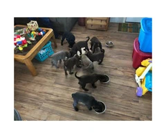 Lab puppies ready to go Feb 1st 2019 - 8