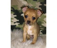 We've 3 male Chihuahua puppies offering for adoption