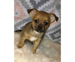 We've 3 male Chihuahua puppies offering for adoption - 2
