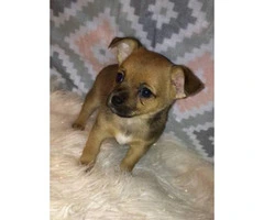 We've 3 male Chihuahua puppies offering for adoption - 3