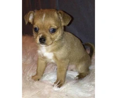 We've 3 male Chihuahua puppies offering for adoption - 4