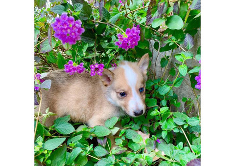 Beautiful German Shepherd/ Husky/ Rough Collie Mixed pups