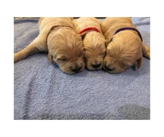 7 pups available  AKC registered Golden retriever puppies - 1
