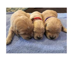 7 pups available  AKC registered Golden retriever puppies - 2